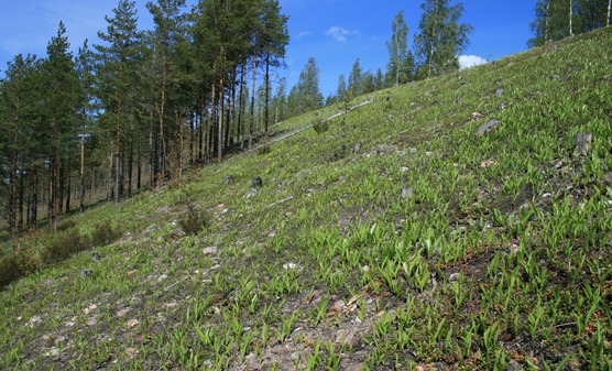 Avoimeksi kunnostettua Säkylänharjun rinnettä